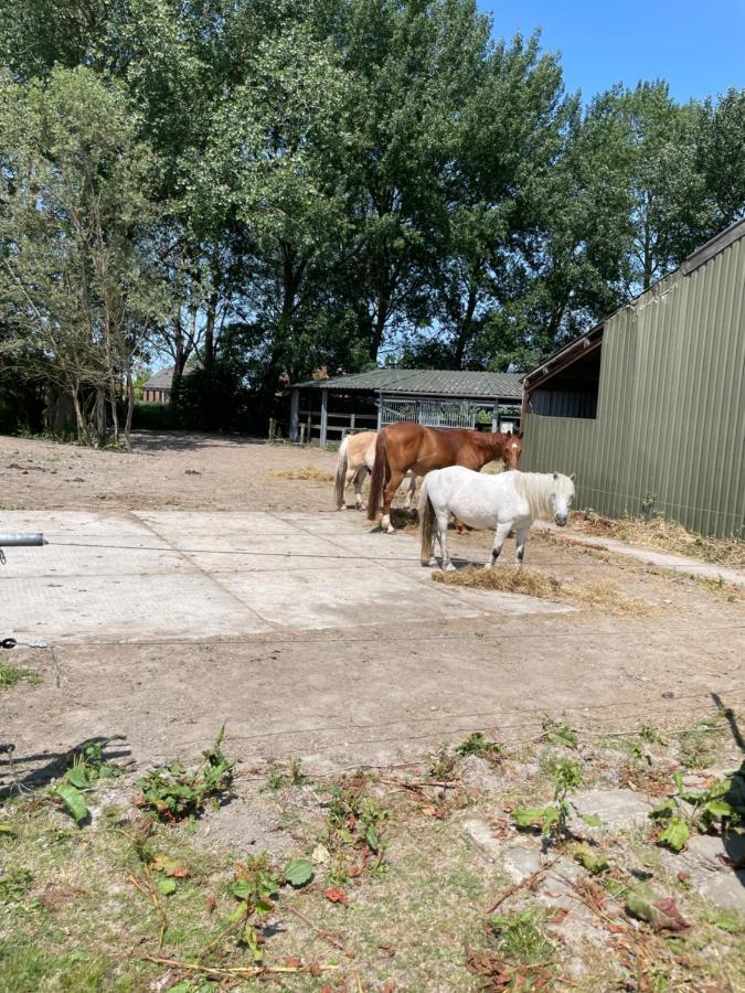 Bed and Breakfast The Horse Farm Garnwerd Exterior foto